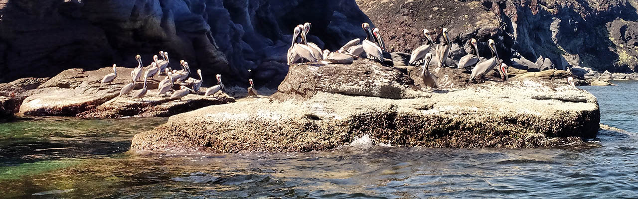 Pelicans on Island at Loreto Playa